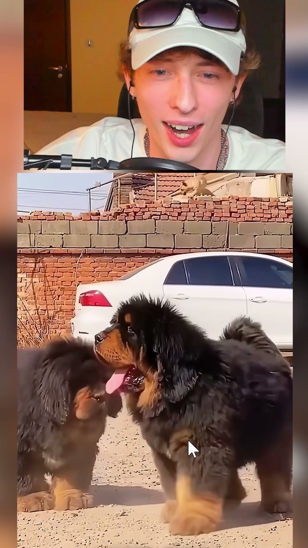 OTRO de transformación de animales?