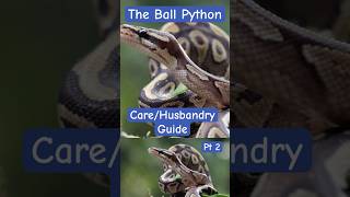 The Ball Python Care Guide of 2026 Pt 2