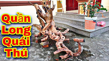 #74.Khai Thác Được cây ổi Tự Nhiên đẹp dáng Quần Long Quái Thú Và cây ổi dáng trực.