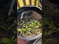 Garden Update May 2026