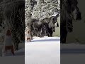 A hungry MOOSE in town #shorts