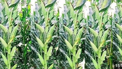 NEW MAIZE TECHNOLOGY 2025|| HOW TO BECOME RICH THROUGH MAIZE FARMING||MAIZE FARMING TIPS||@FarmUp 