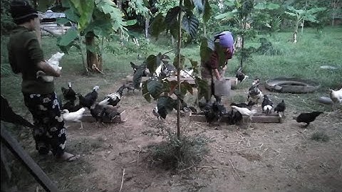 qhia nej yug qaib dub nawb 30 / 10  / 2020