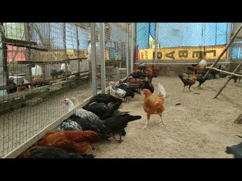 SUKSES TERNAK AYAM KAMPUNG - YouTube