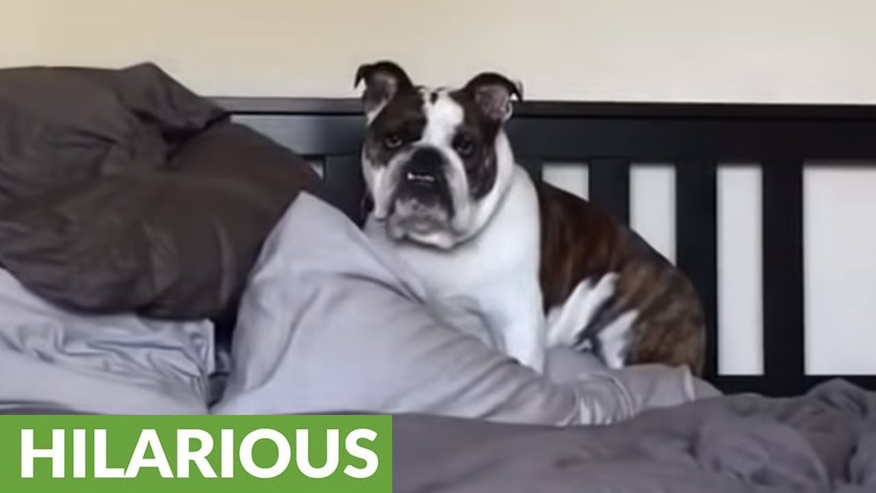 are english bulldogs stubborn