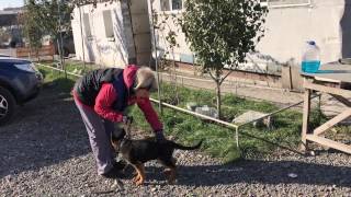 ОБУЧЕНИЕ ЩЕНКА ПОСАДКИ и ВЫДЕРЖКИ ОБУЧЕНИЕ ЩЕНКА ПОСАДКИ и ВЫДЕРЖКИ