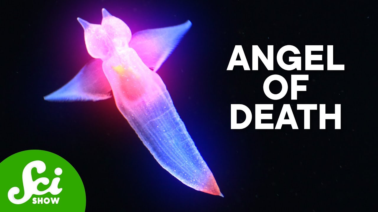 The Deadly Sea Angels 