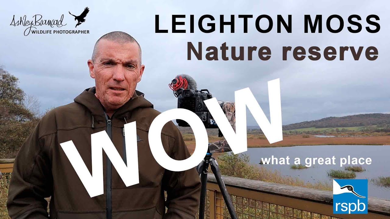 Leighton Moss RSPB Visit photographing the wildlife