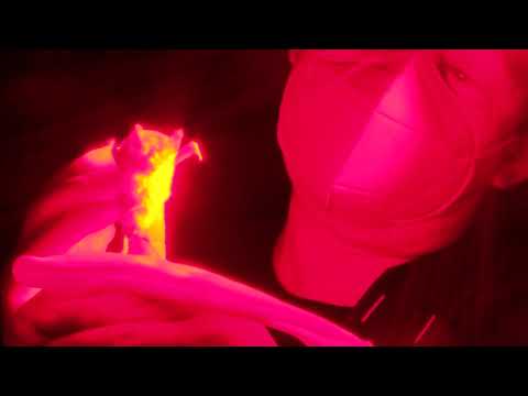 ღამურები