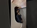 89267166407 Цвергпинчер щенки ПРОДАЖА мальчики, почти 1,5 мес питомник Брайт Фридом  #цвергпинчер