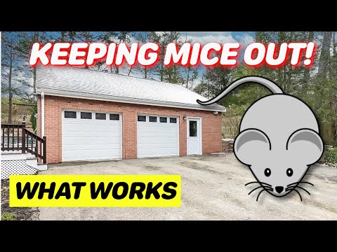 Keeping Mice Out of Your Garage (Or Shed)