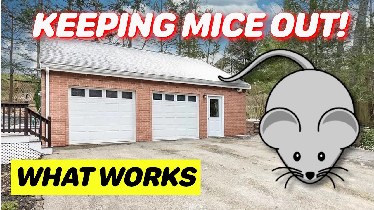 7 Ways to Keep Mice Out of Your Garage - AAA Garage Door Inc.