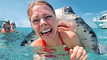¿Qué animales marinos son amistosos con los humanos?