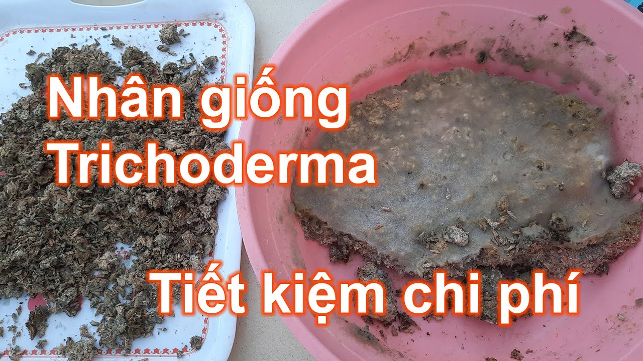Chia sẽ cách nhân giống Trichoderma tiết kiệm chi phí làm vườn | Bà Lan - Nông dân sân thượng #53