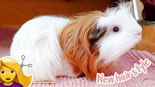 Guinea Pig Gets a Hair Cut!