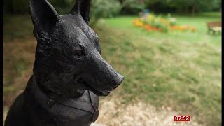 Memorial unveiled to 'valiant' police dog Finn & discussion into police dogs (UK) 30/July/2025