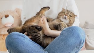 Oh My! My First Time Cleaning My Cats' Anal Glands! (ENG SUB)