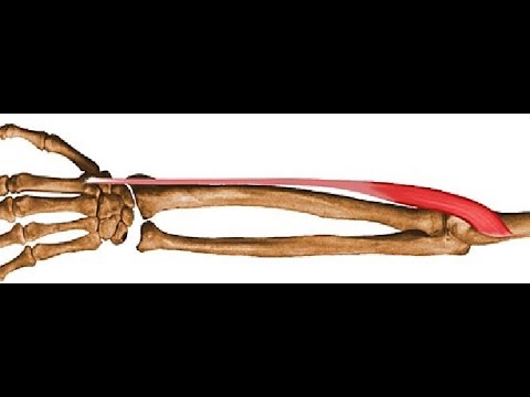 Video: Extensor Carpi Radialis Longus Muscle Původ, Anatomie A Funkce Body Mapy