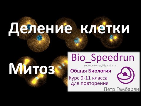 8. Митоз (Speedrun общая биология 9-11 класс, ЕГЭ, ОГЭ 2021)