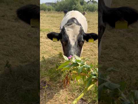 Cow 🐄