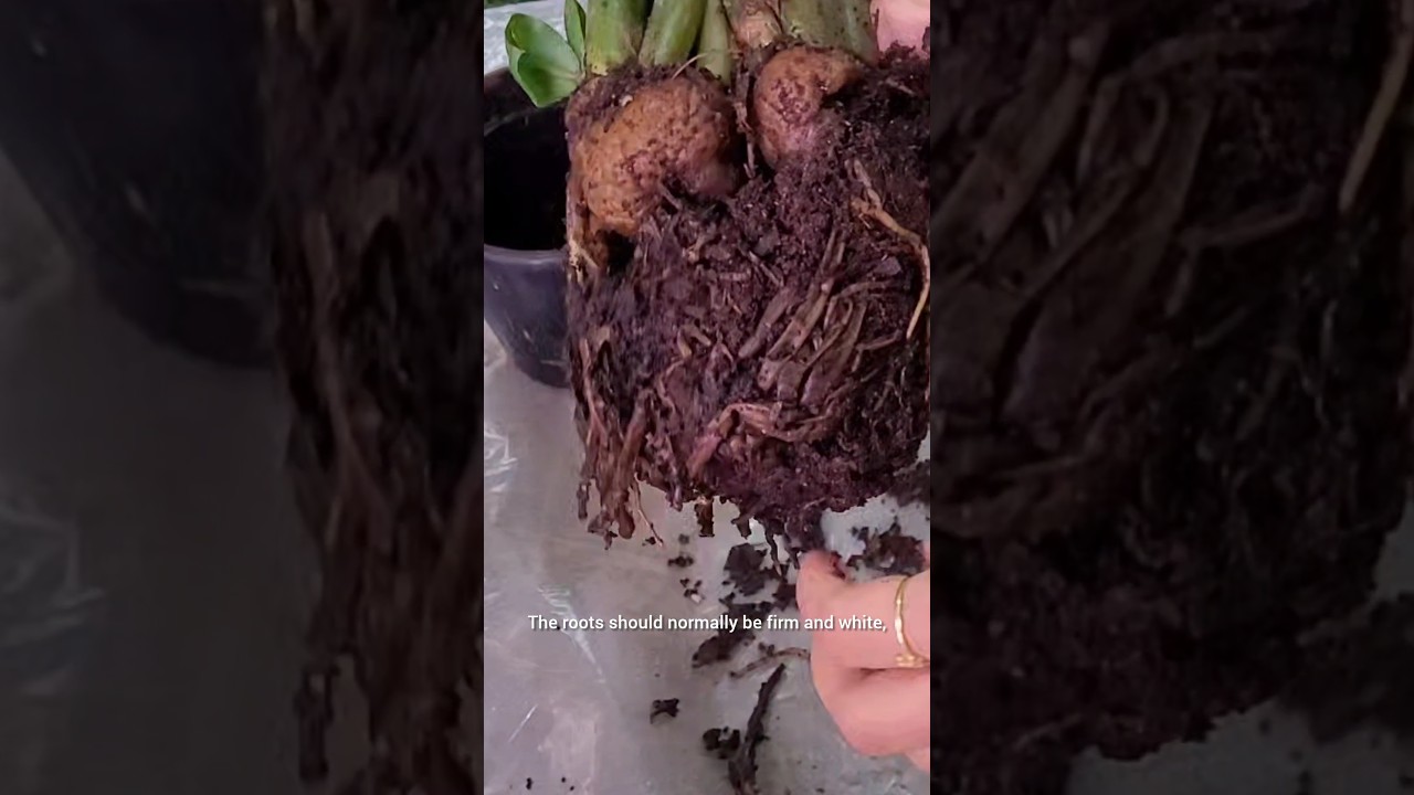 How does root rot looks like? 