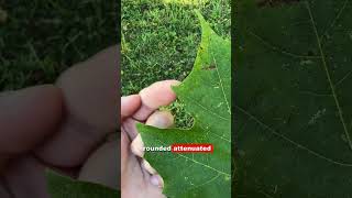 Sugar V Red Maple!