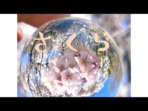 さくら♪森山直太朗　さざなみドラム