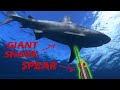 Would you shoot? - Spearfishing with Sharks!