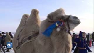 Concurso de belleza de camellos en norte de China