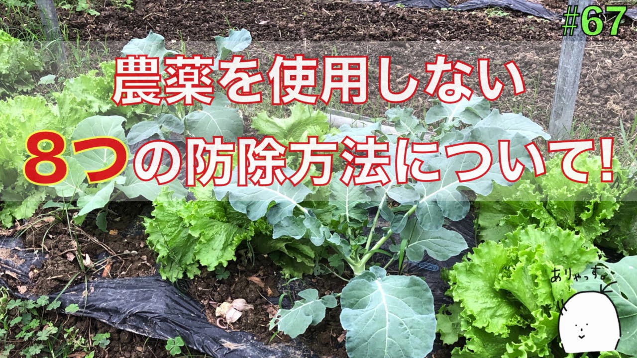 農薬 を 使わ ない 害虫 対策