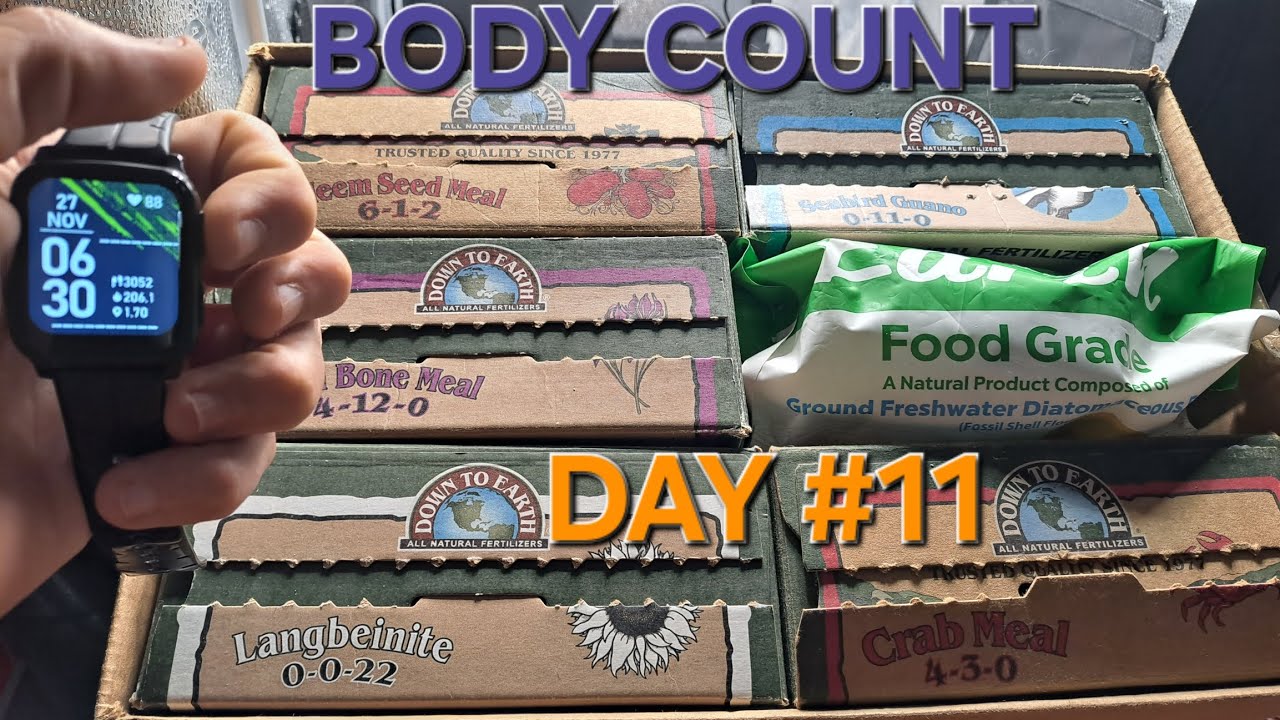 Body Count By ICE T from BrothersGrimmSeeds Day #11 3 days after transplanting! And my soil Recipe!!