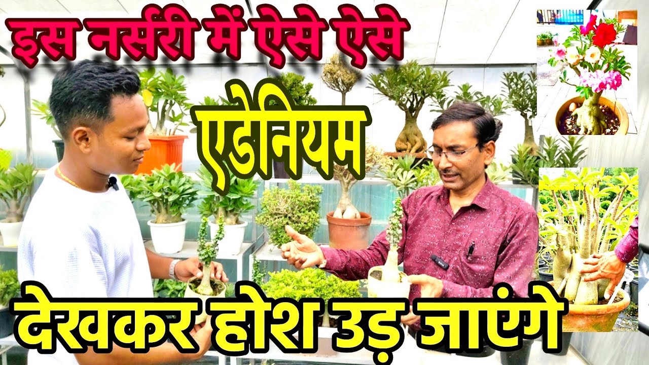 इतनी तरह के नए नए एडेनियम देखकर आपके होश उड़ने वाले हैं। बेस्ट अडेनियम आपको सिर्फ यहां मिल सकते हैं 