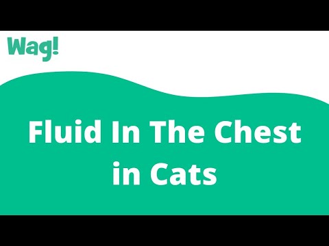 वीडियो: Cats . में छाती में द्रव