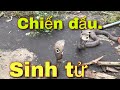 Hổ Mang Cụ Đối Đầu Thợ Săn| Hành Trình Săn Bắt