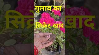 rose plant fertilizer.#rose #video
