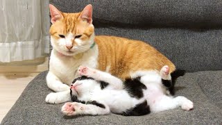 成猫の気まぐれに翻弄される子猫