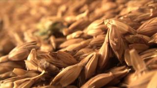 bande annonce MOISSONS