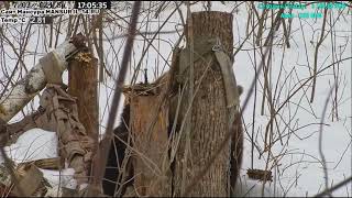 17.03.2024    17:03    Мансур. Папа приласкал после падения с гамака.