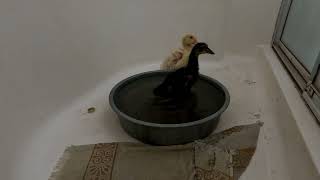 2024 04 04 ducks bath part 2