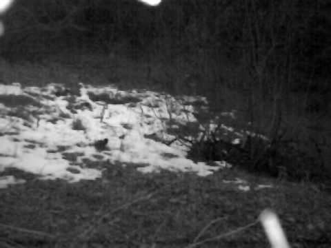 მელია  ბორჯომ-ხარაგაულის ეროვნულ პარკში | Borjomi-Kharagauli National Park