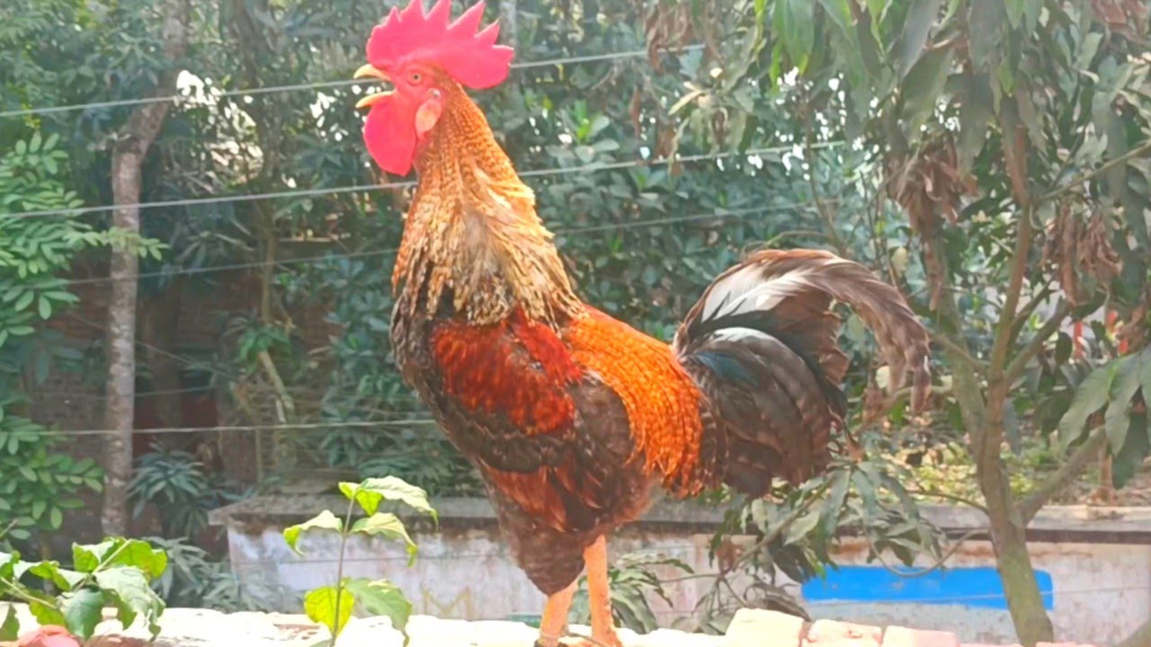 the-most-expensive-chicken-in-the-world-top-most-beautiful-chicken