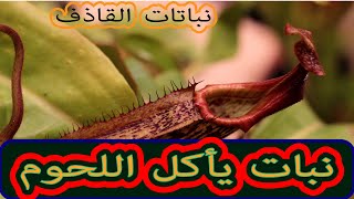 ما هو نبات القاذف | نبات يأكل اللحوم | نباتات القاذف | meat eating plant| facts about animals plants