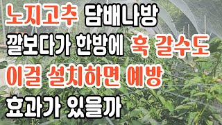 고추담배나방 예방 망설치 효과는 고추담배나방 방제 방법 노지고추 여름나기 고추탄저병보다 더 무서운 담배나방 극복하기