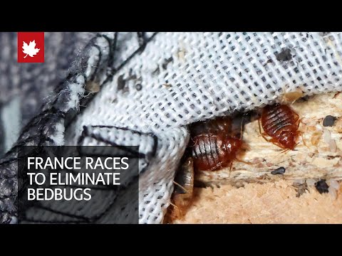 France races to eliminate bedbugs ahead of Olympics