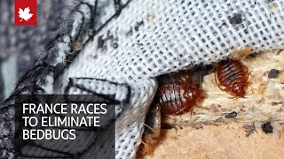 France races to eliminate bedbugs ahead of Olympics