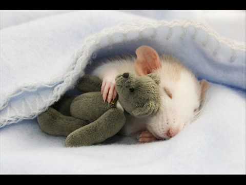 Celine Dion - My Precious One