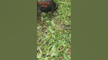 Huấn luyện chó săn chuột, chó phú quốc #chósăn #trending