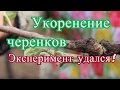 Укоренение черенков. Эксперимент удался.