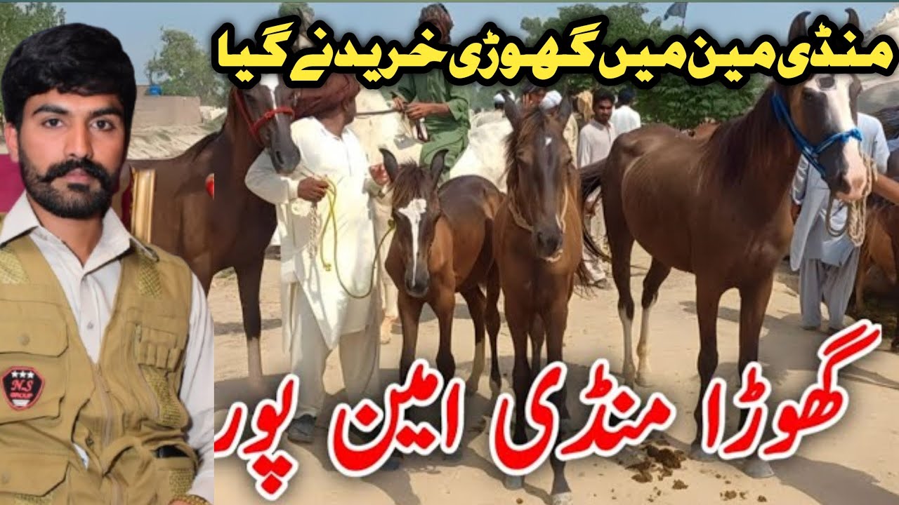 Horse Mandi aminpur Bangla 2025||Shoakkidunya|| میں منڈی امین پور بنگلہ میں گھوڑا خریدنے گیا