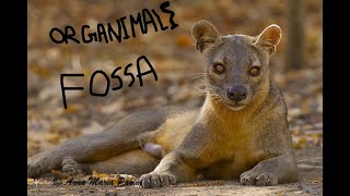 Facts About Fossa In Tamil Organimals